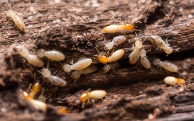 What do Termites Look Like?