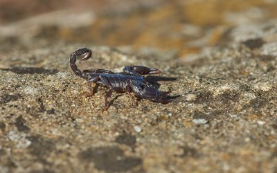 What You Need To Know About Scorpion Control