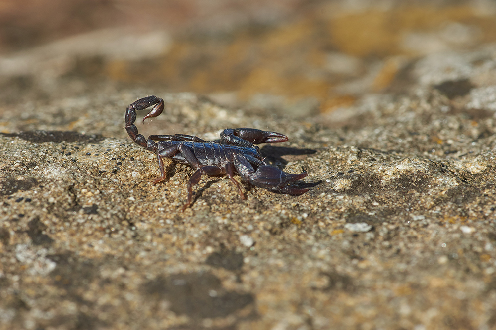 What You Need To Know About Scorpion Control